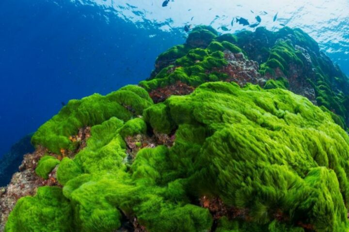 9 Contoh Manfaat Mikrobiologi dalam Kehidupan Manusia Sehari-hari