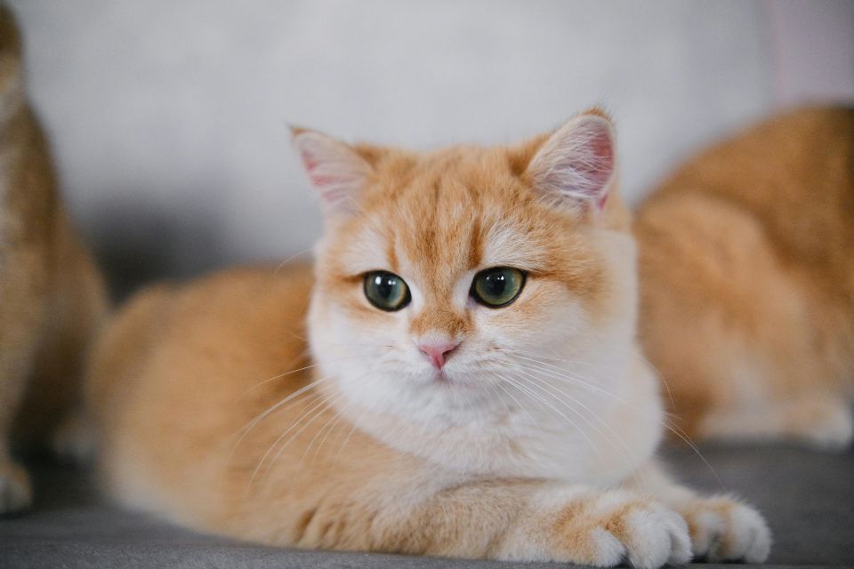 Contoh Teks LHO Kucing (1)
