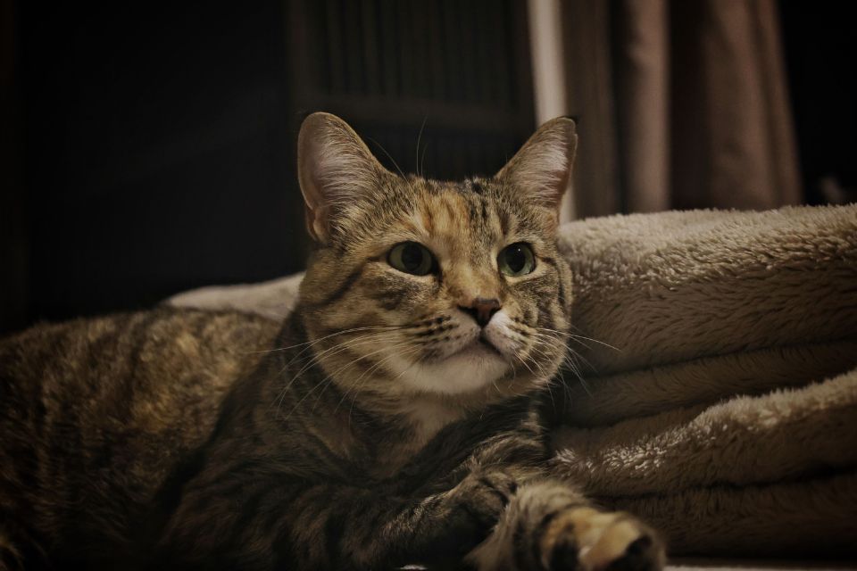 Contoh Teks LHO Kucing