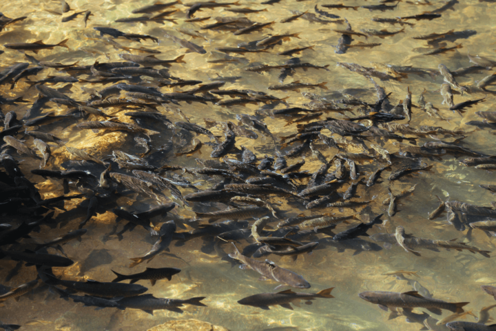Mimpi Melihat Ikan Banyak, Pertanda Apa? Ini Artinya Menurut Primbon dan Islam