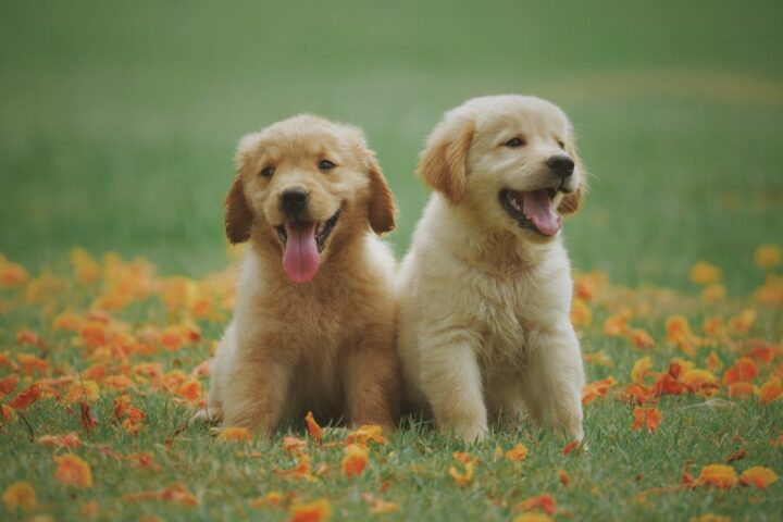 300 Nama Anjing Lucu, Unik, dan Aesthetic beserta Artinya, Suka Nomor Berapa?