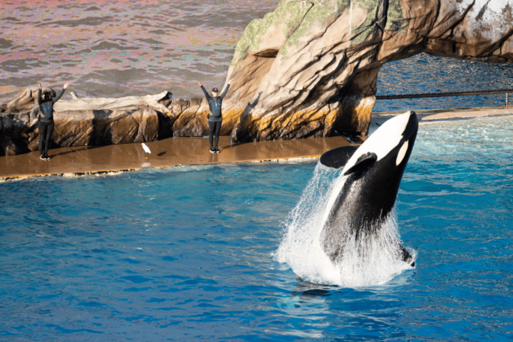 Viral! Link Video Jessica Radcliffe Diserang Orca, Apakah Video Asli? Ini Faktanya