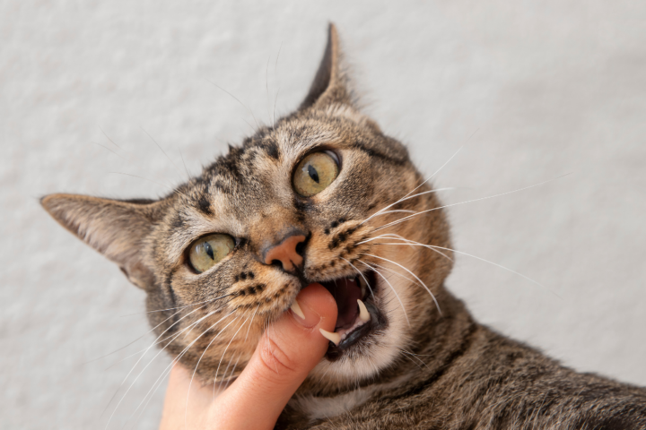 Arti Mimpi Digigit Kucing Pertanda Apa? Ini Makna Menurut Islam dan Primbon Jawa
