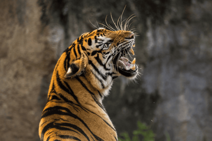 Arti Mimpi Dikejar Harimau Menurut Primbon Jawa dan Islam, Pertanda akan Mendapat Jodoh?