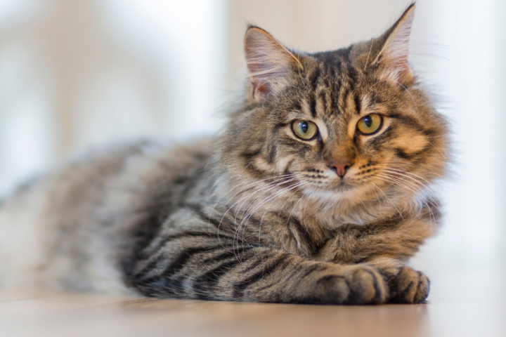 Mimpi Kucing Melahirkan, Artinya Apa? Ini Menurut Primbon dan Islam