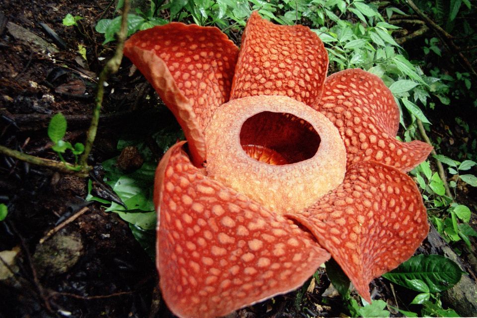 Raflesia Arnoldii