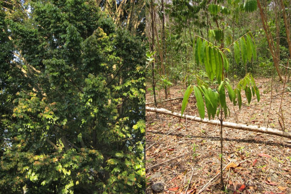 Tumbuhan langka di Indonesia Eboni Sulawesi