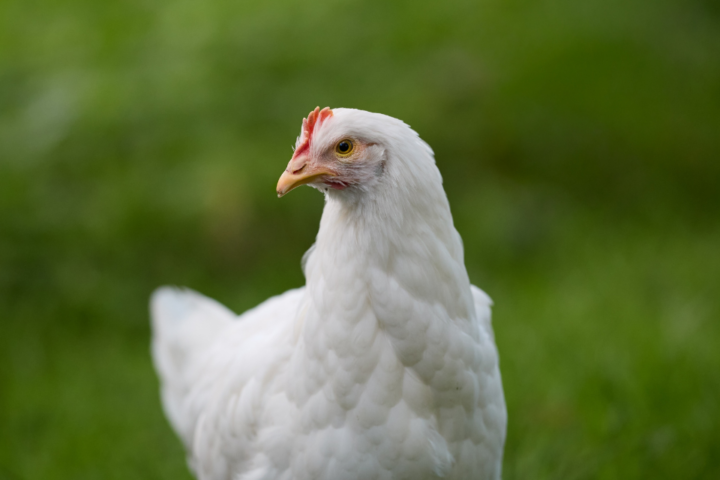 Arti Mimpi Ayam, Pertanda akan Ada Hal Buruk? Ini Artinya Menurut Islam dan Primbon