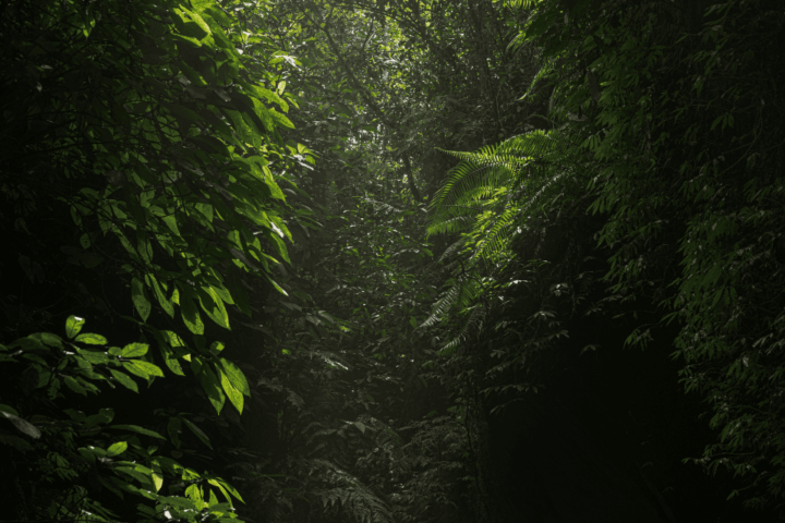 Arti Mimpi Tersesat di Hutan Menurut Islam dan Primbon Jawa, Pertanda Harus Waspada?