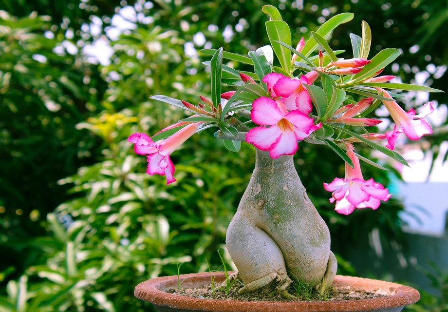 Adenium