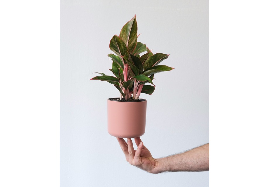Aglaonema