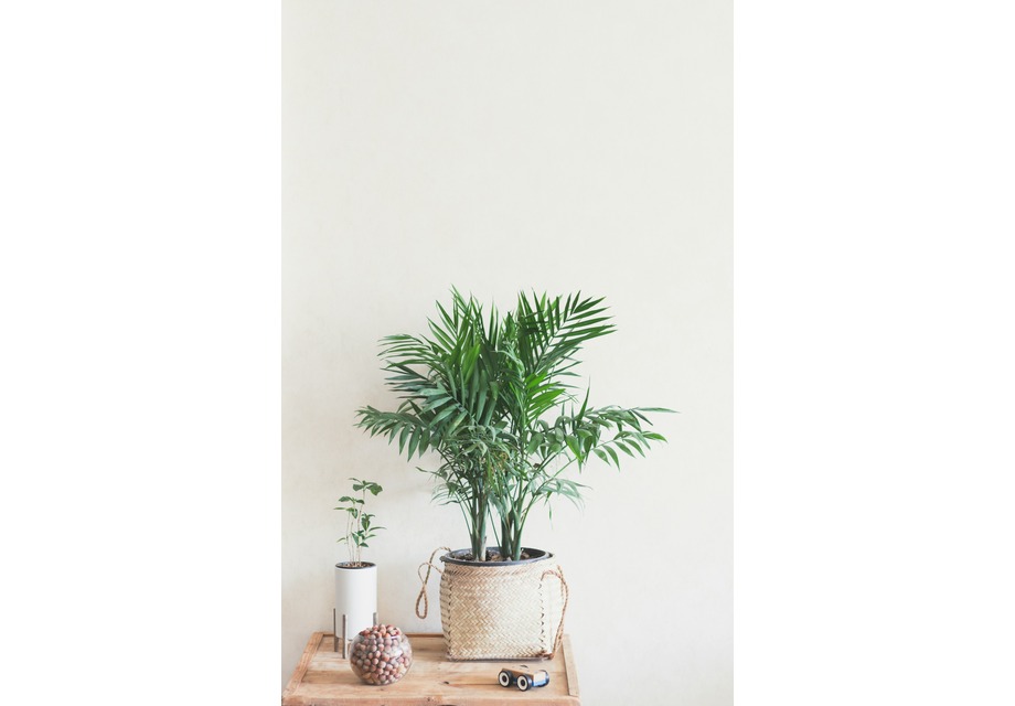 Areca palm