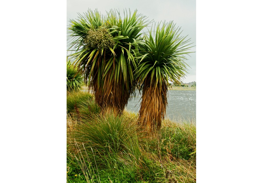 New Zealand cabbage tree