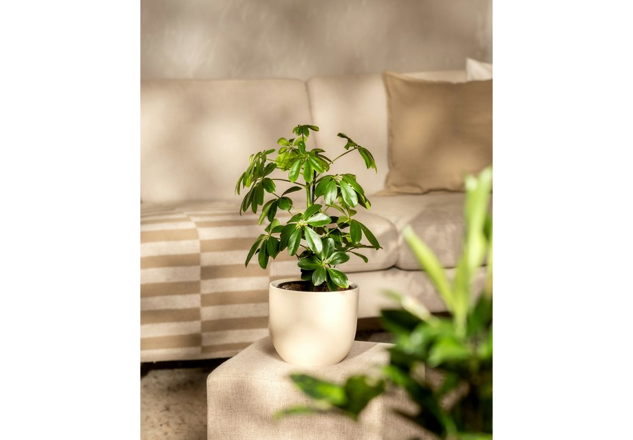 Schefflera