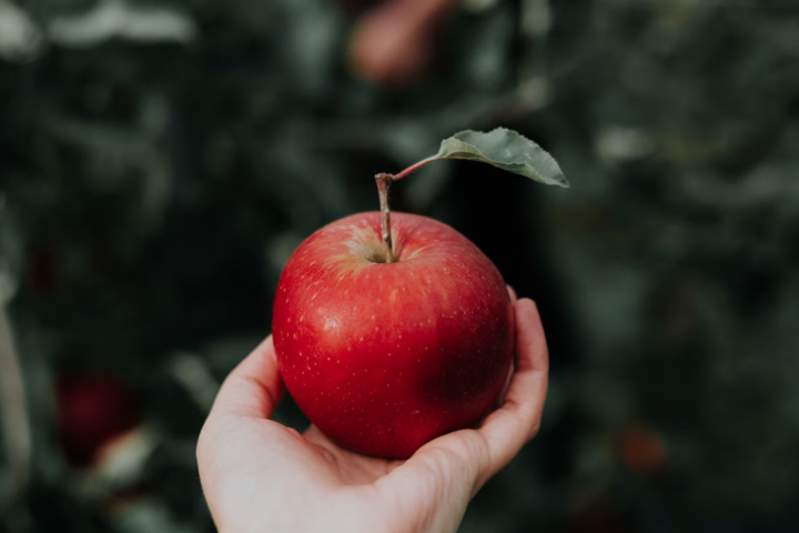 Contoh Teks Laporan Hasil Observasi tentang Buah Apel, Naga, dan Manggis